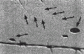 Thumbnail for version as of 21:46, 21 May 2009
